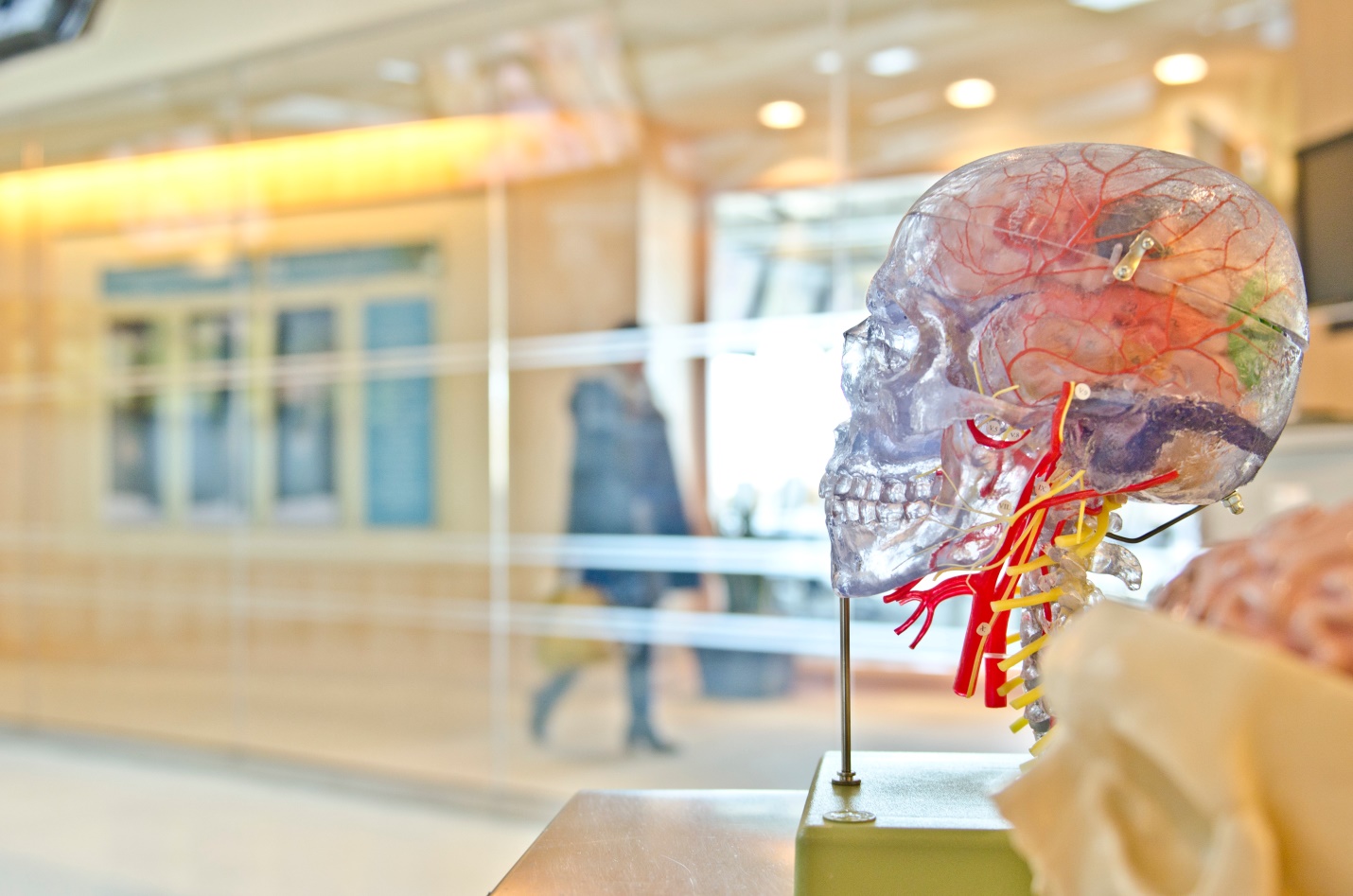 Selective focus photo of artificial human skull