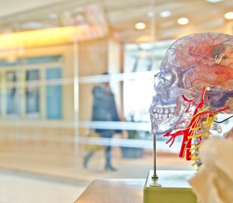 Selective focus photo of artificial human skull